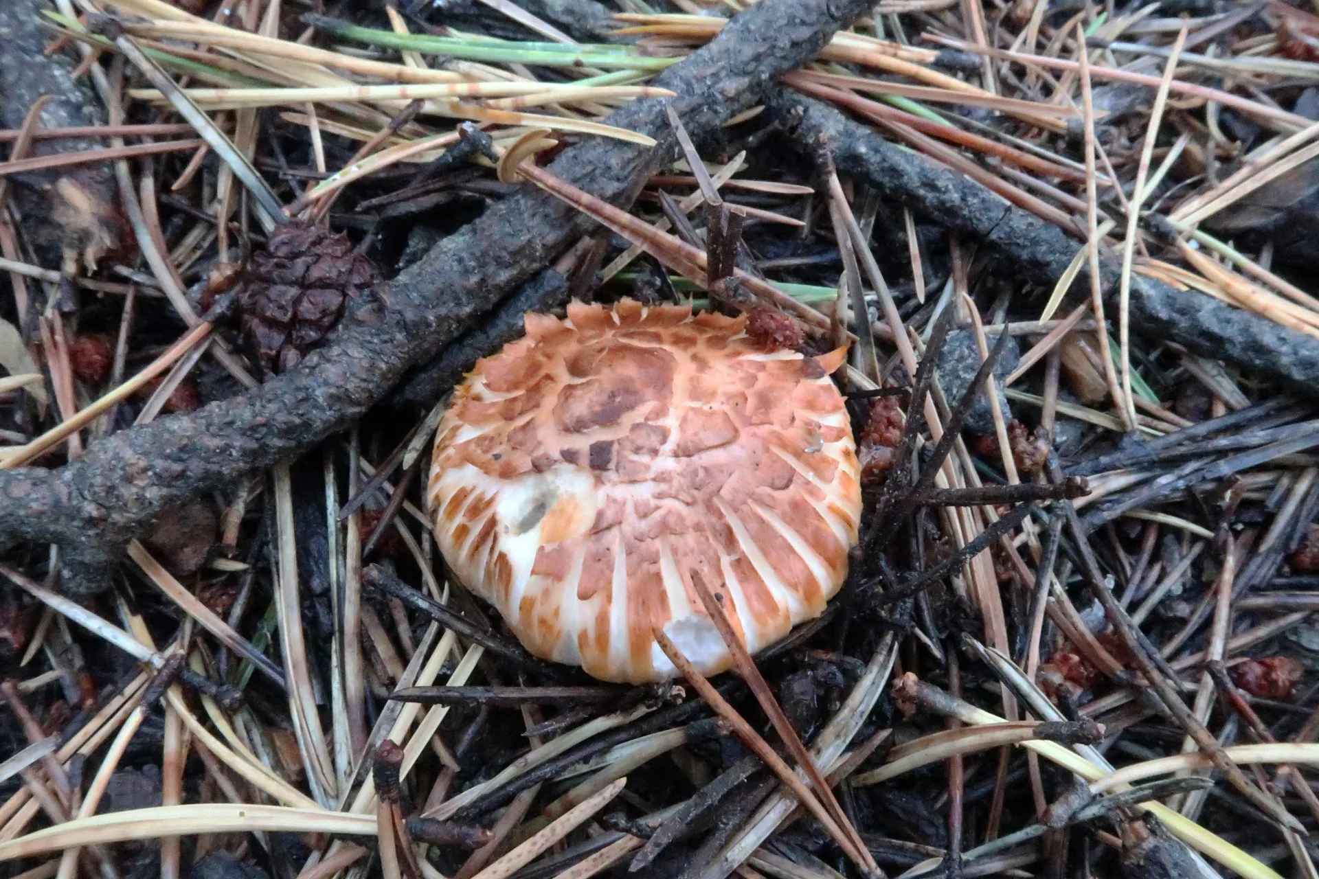 Tricholoma focale - 1 - IMG_1514